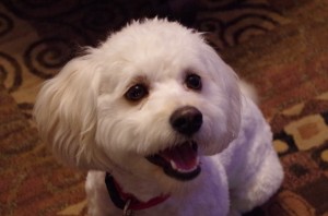 Chloe
